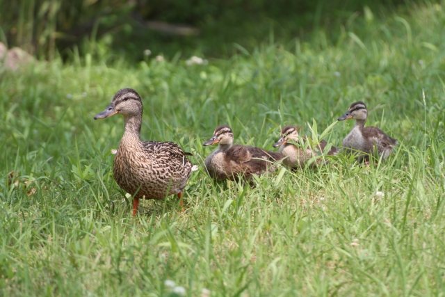 親ガモと小ガモ